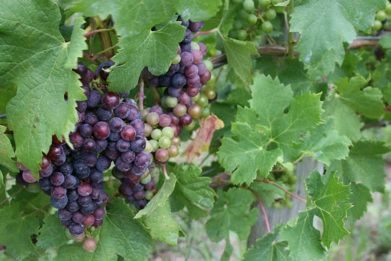 Image result for Grapes Galore: Exploring Florence's Finest Vineyards infographics