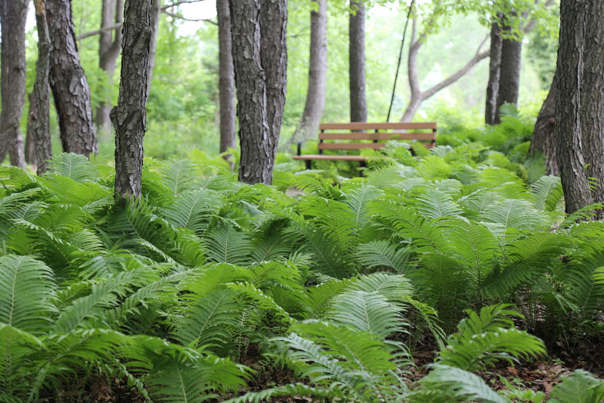 For Mar Nature Preserve Arboretum