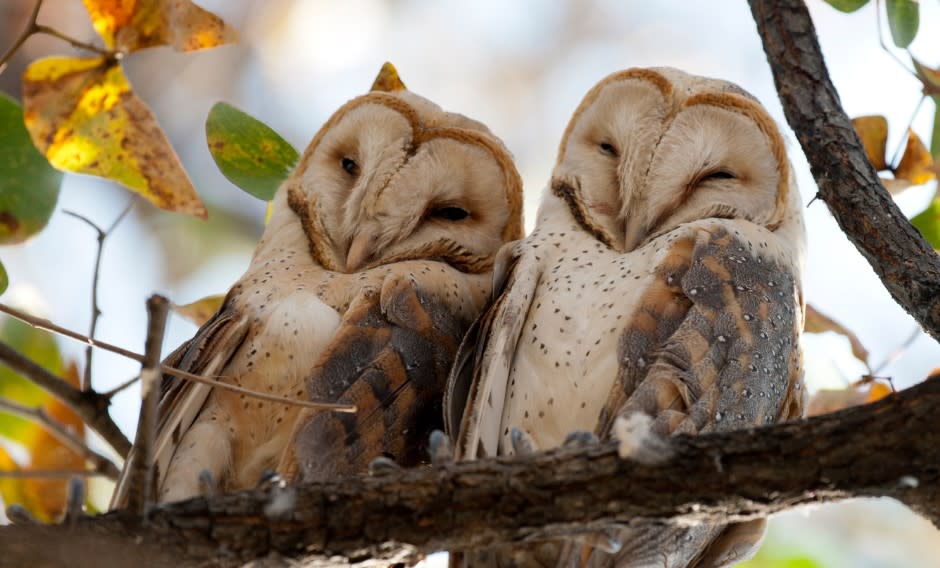 loveBirds_D307ABA8-FA59-5CEC-