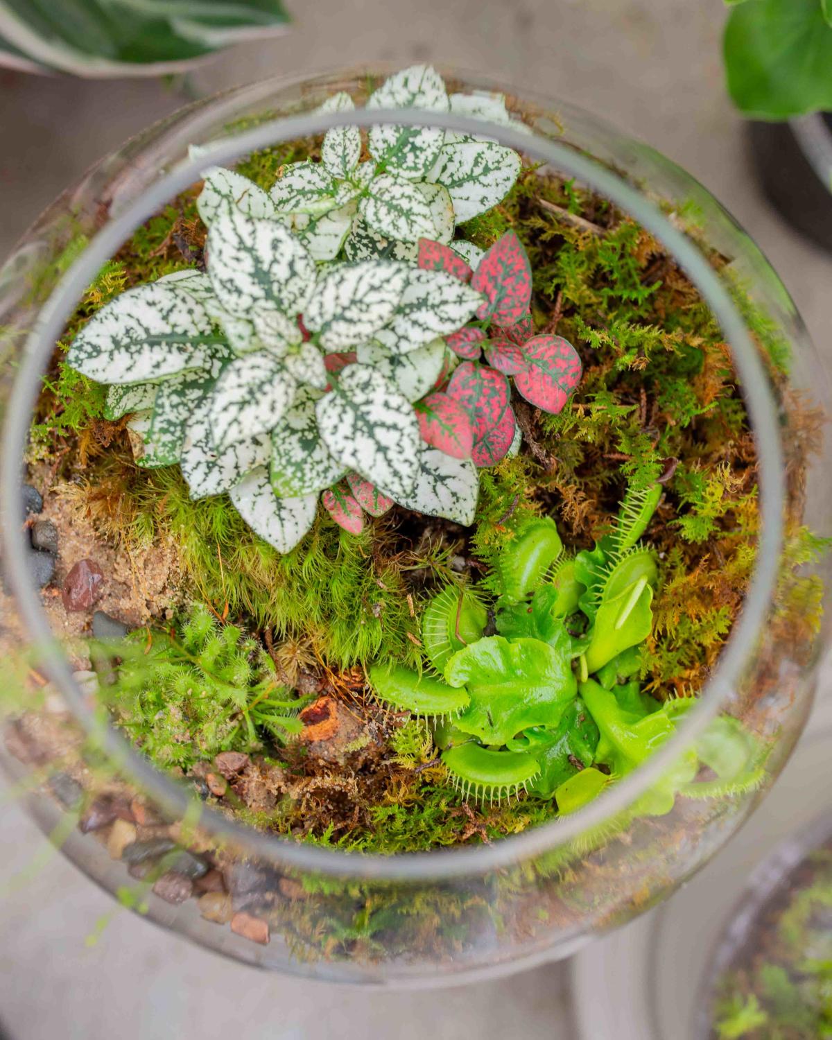 Carnivorous Plants Terrarium Set Up
