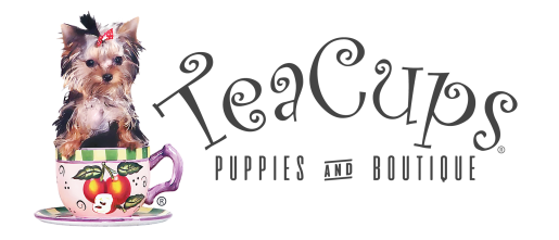 Teacups puppies discount and boutique