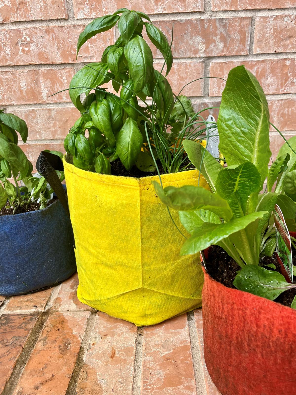 Garden Demonstration Planting Backdoor Herb Garden