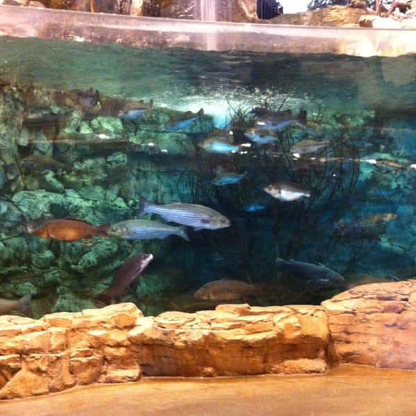 Bass Pro Shop at WestRidge's Freshwater Aquarium