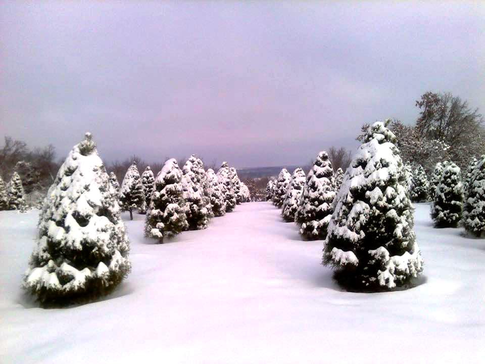 Wilkinsons 2025 christmas trees