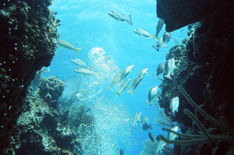 Junior Scuba Camp