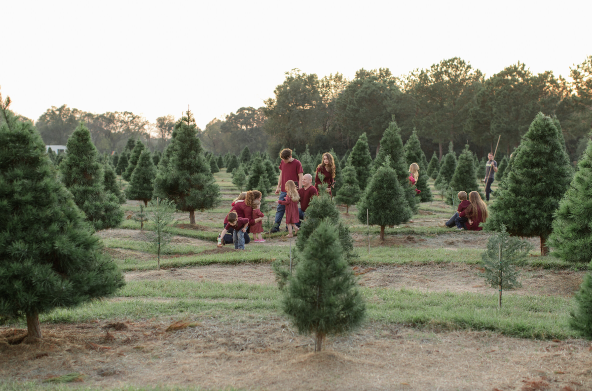 Old Time Christmas Tree Farm