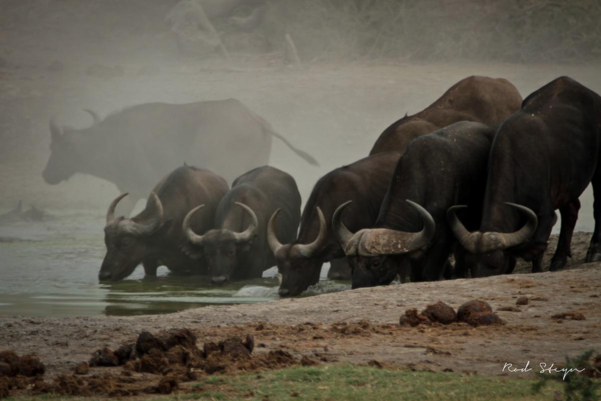 Jamala Madikwe Royal Safari Lodge