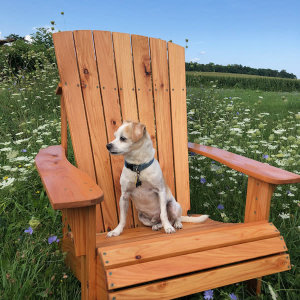 Dog store adirondack chair