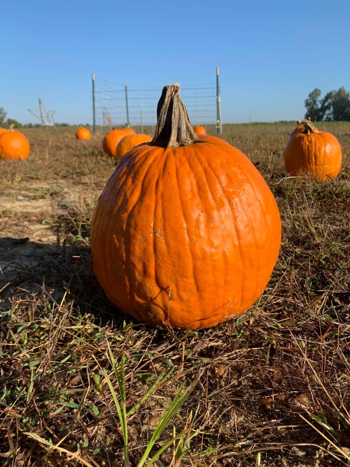 6th Generation Strickland Farms