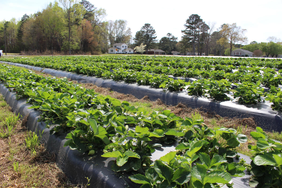Boykin & Rhodes Farms
