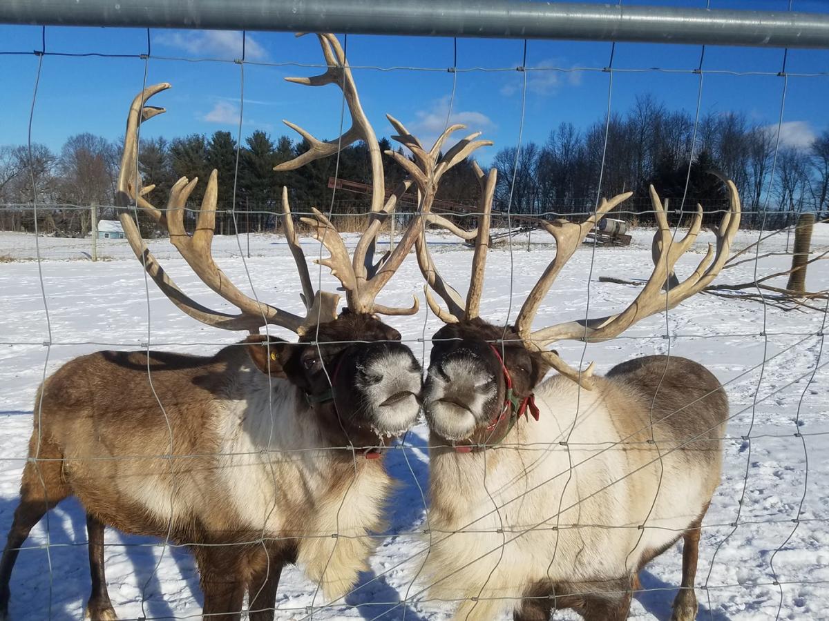 Reindeer Ranch