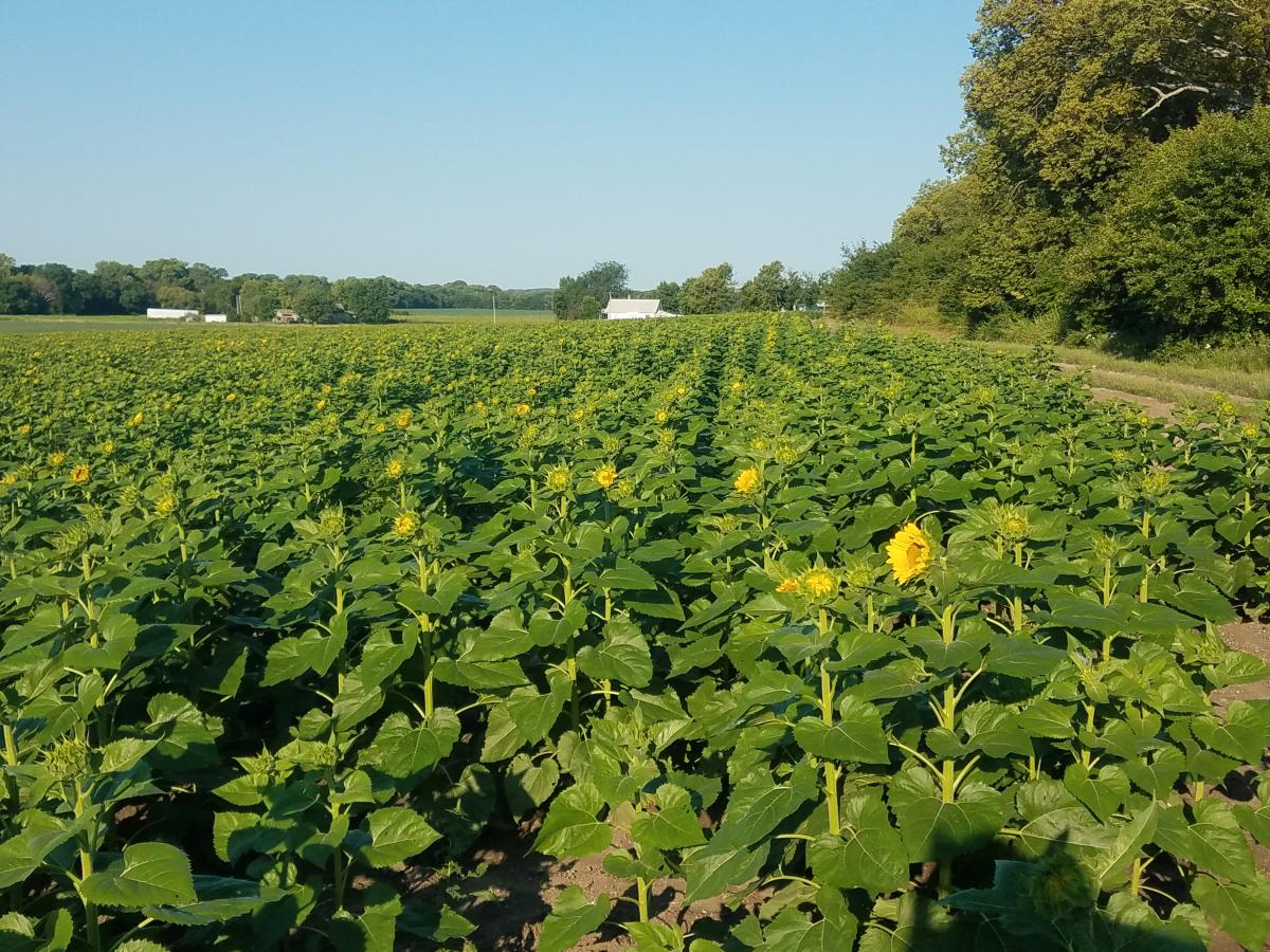 Britt's Farm Sunflower Field