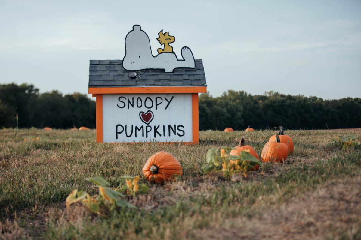 Kerby Pumpkin Patch - Bonner Springs KS, 66012