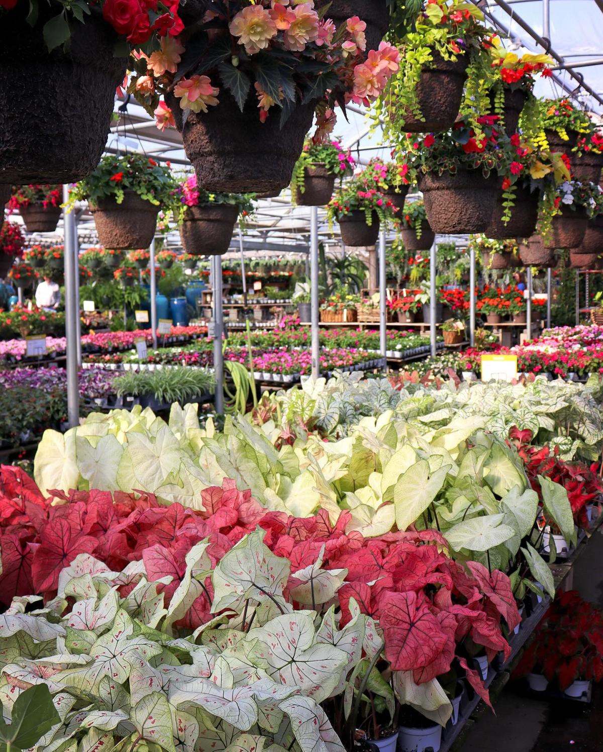 Family Tree Nursery