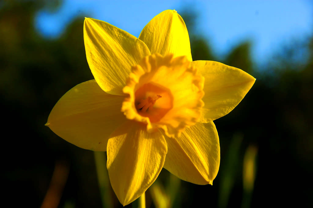 Daffodil Flower In Telugu Language Best Flower Site
