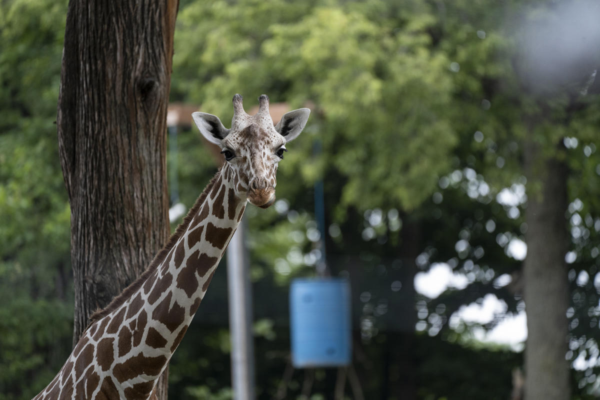 【楽天最安値に挑戦】 Giraffe_AR_113_BFB0BA38-E446- クレンジング・メイク落とし