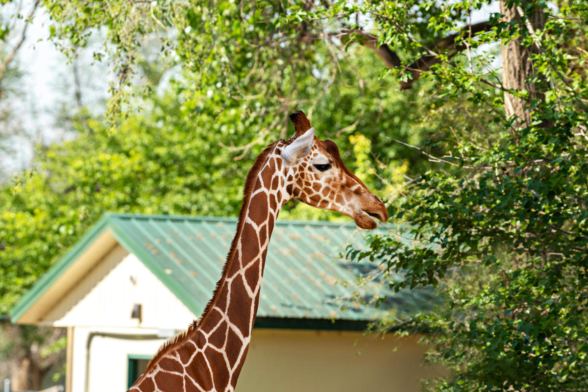 Lee Richardson Zoo & Safari Shoppe - Garden City KS, 67846