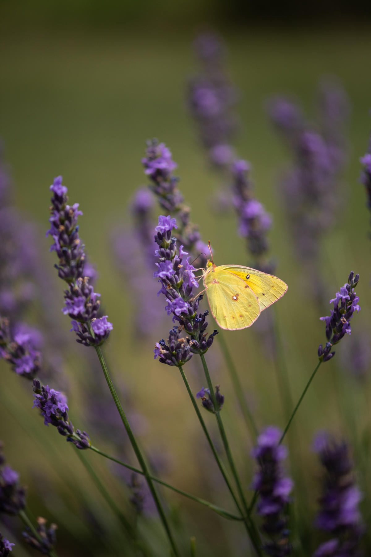 Short Stem Dried Lavender Melissa - Purple Prairie Lavender Farm LLC