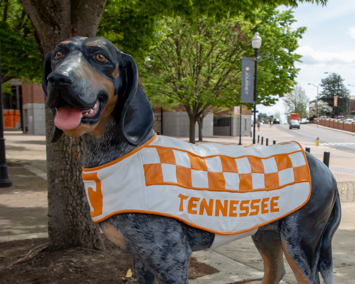 University Of Tennessee Pet Gear, Tennessee Vols Collars