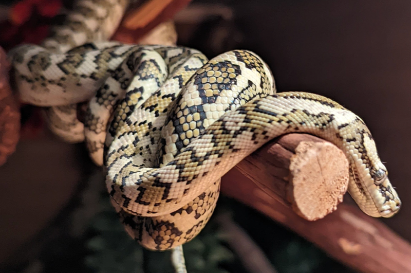 Electric City Reptile Expo