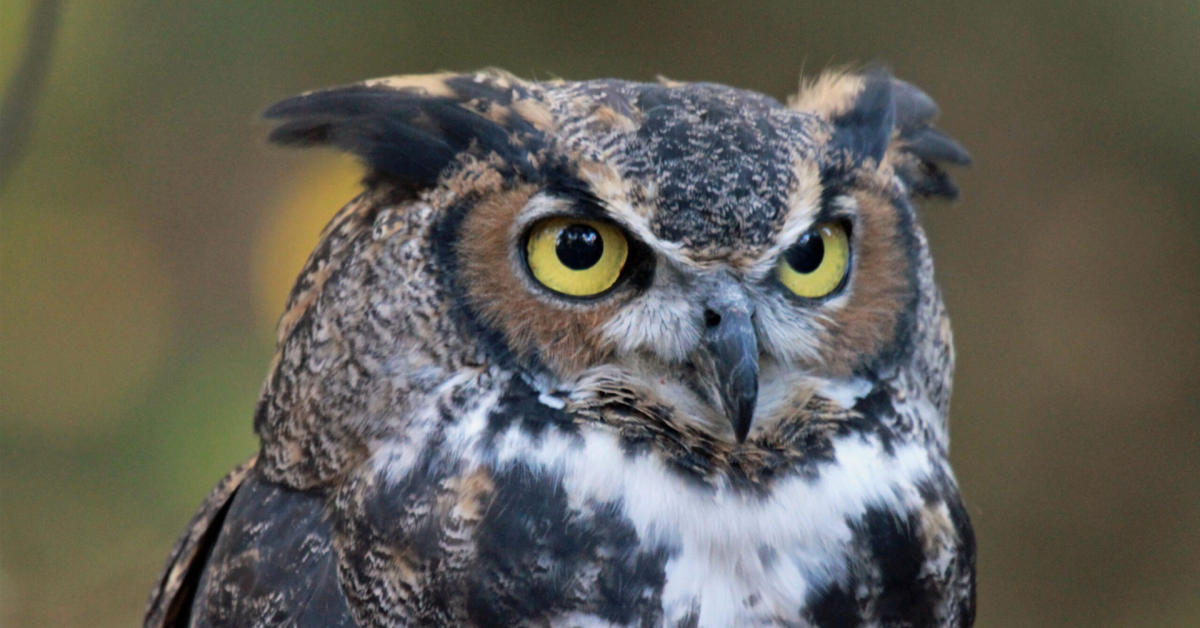 Full Moon Owl Prowl