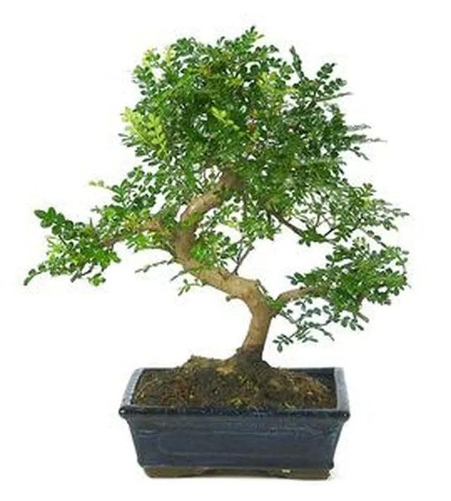 Tropical Bonsai Make & Take