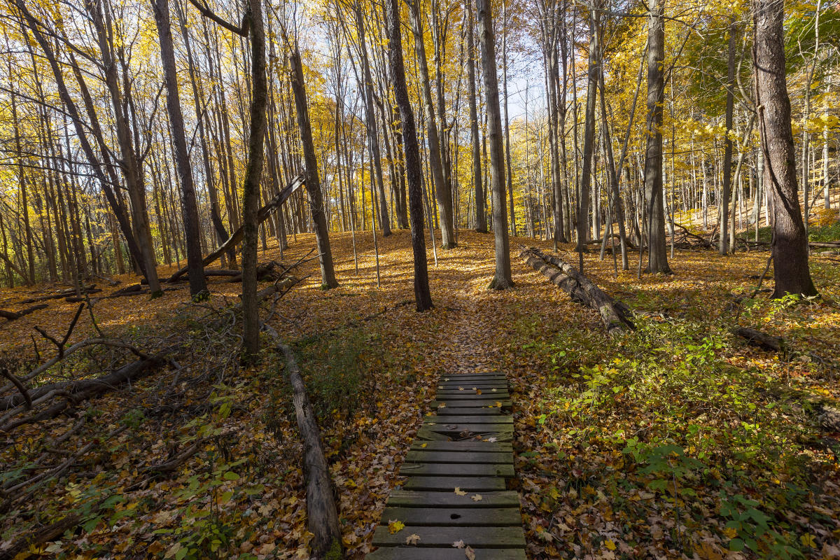 Anderson Park Mountain Bike Trail