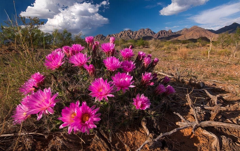 ツノウマ三角州 Tortugas Mountain Recreation Area