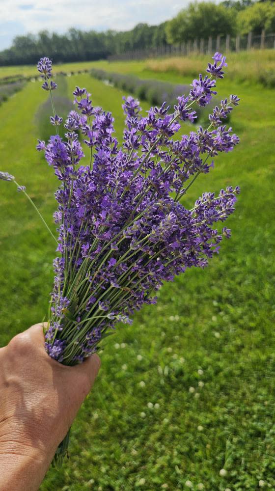 Purple Haze Farm