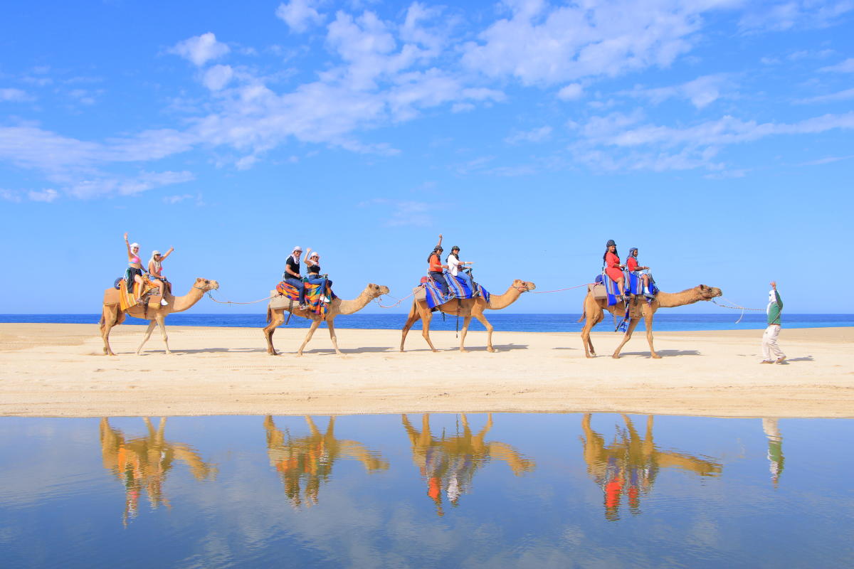 Camel Ride On The Beach Catus Tours Holidays in Mexico