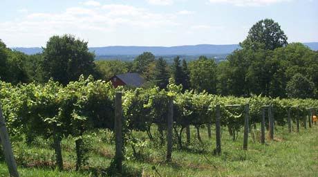 Willowcroft Farm Vineyards