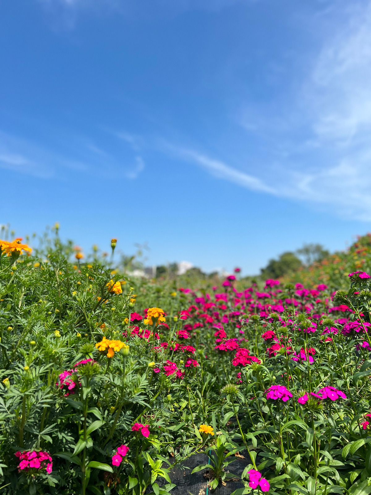 限定100 Flowers of Hope & Field of Flower Hope Flower Farm & Winery