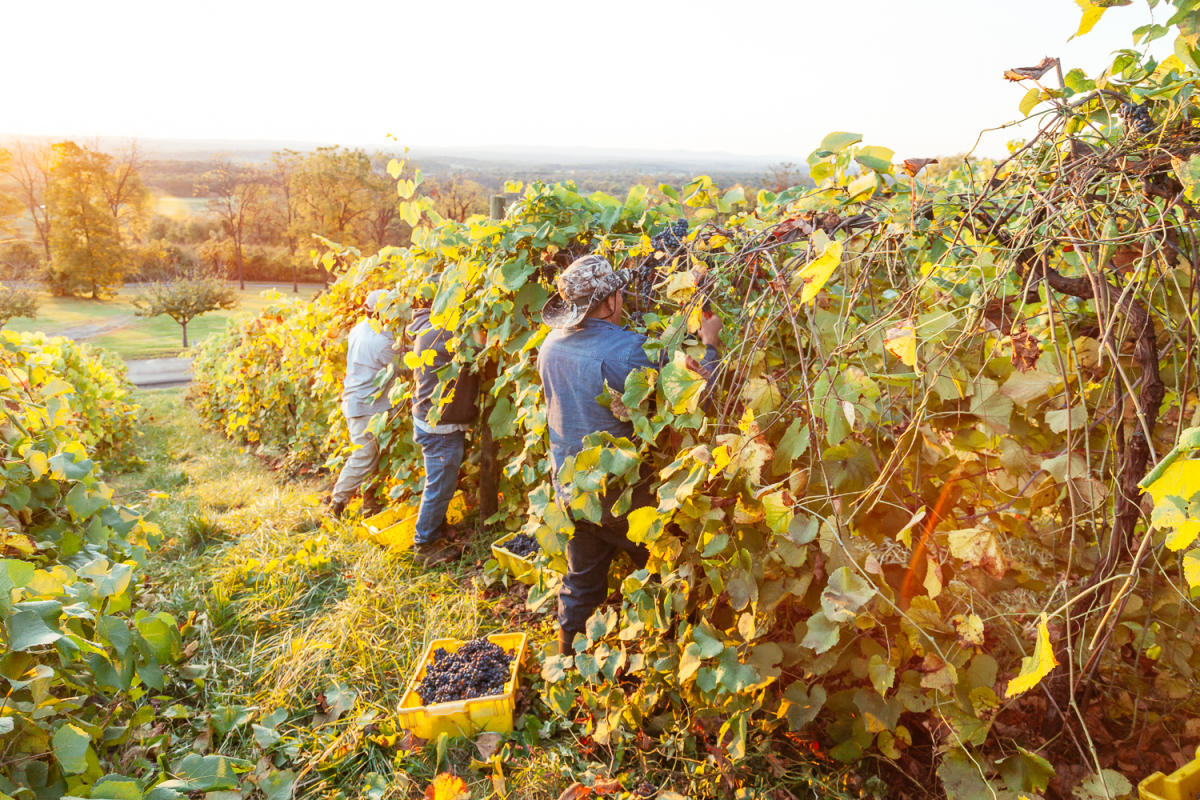 Bluemont winery shop