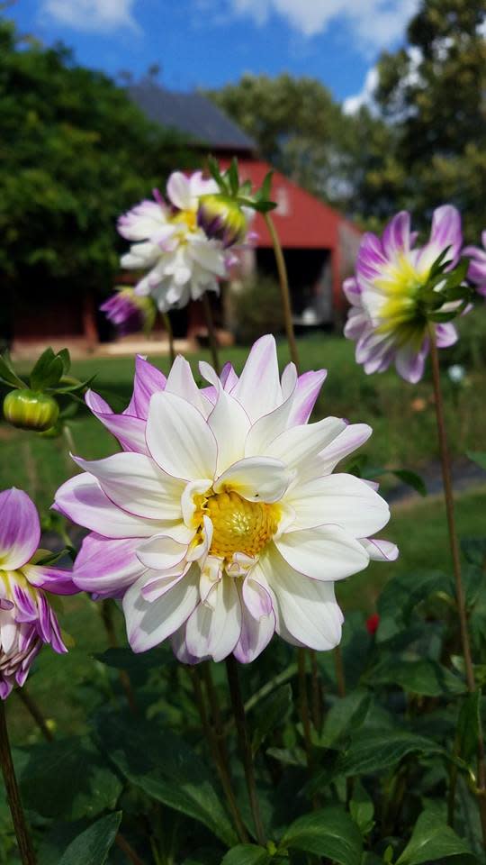 Fields of Flowers Purcellville, VA 20132