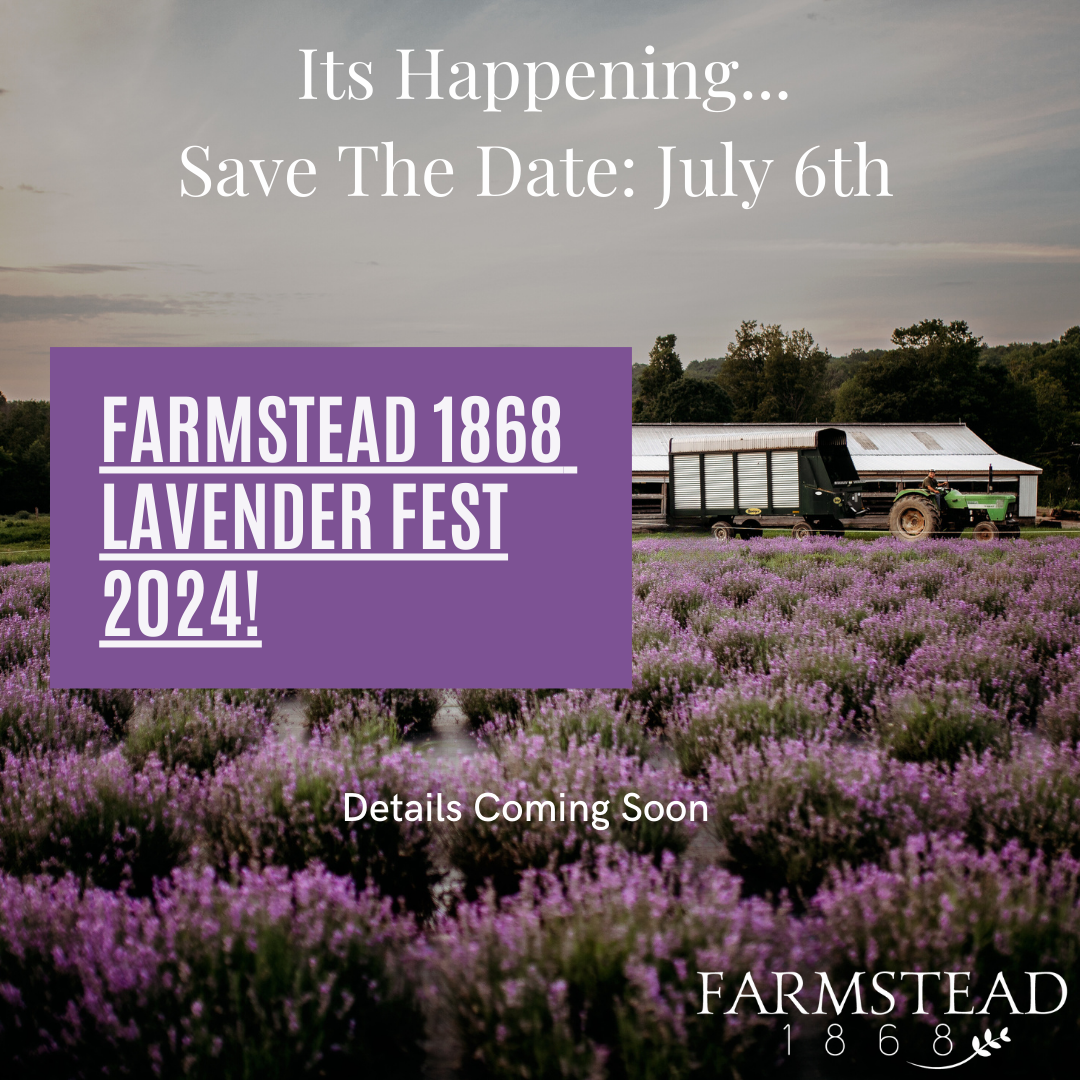 Lavender Fest 2024