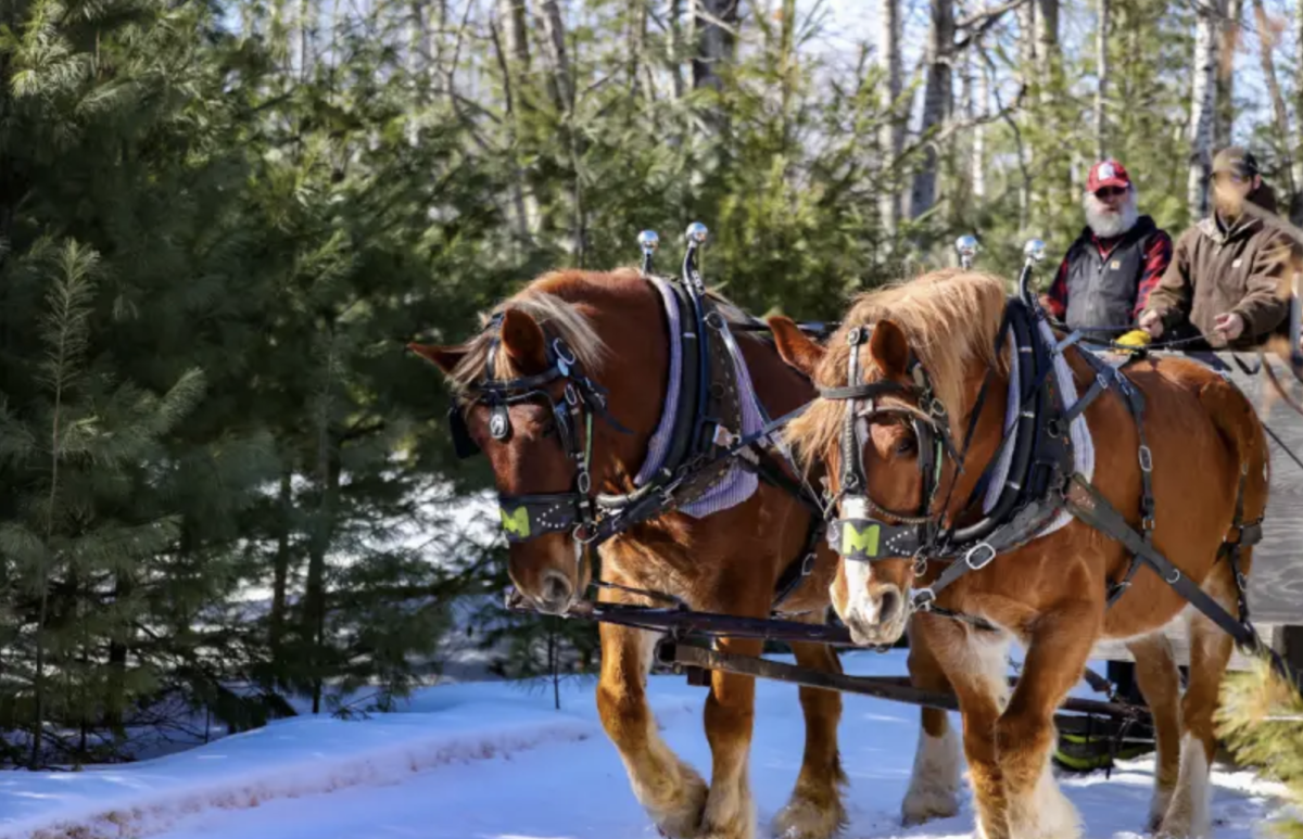 Romantic Sleigh Rides In Michigan