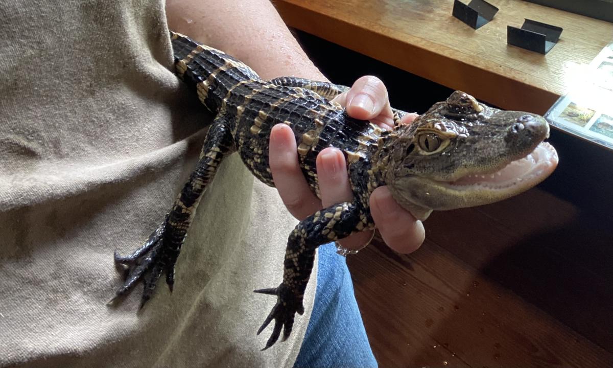 Meet Lockerly's Reptiles