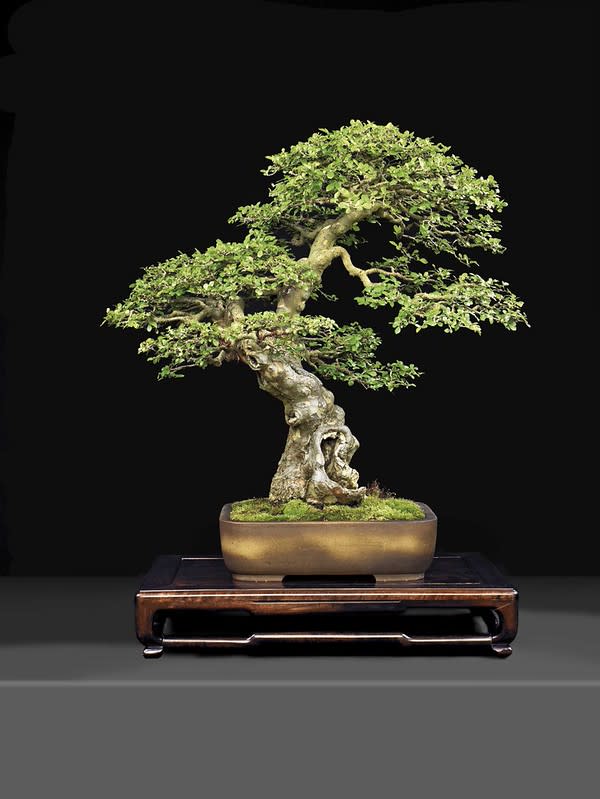 BONSAI EXHIBIT AT LYNDEN | River Hills, WI 53217