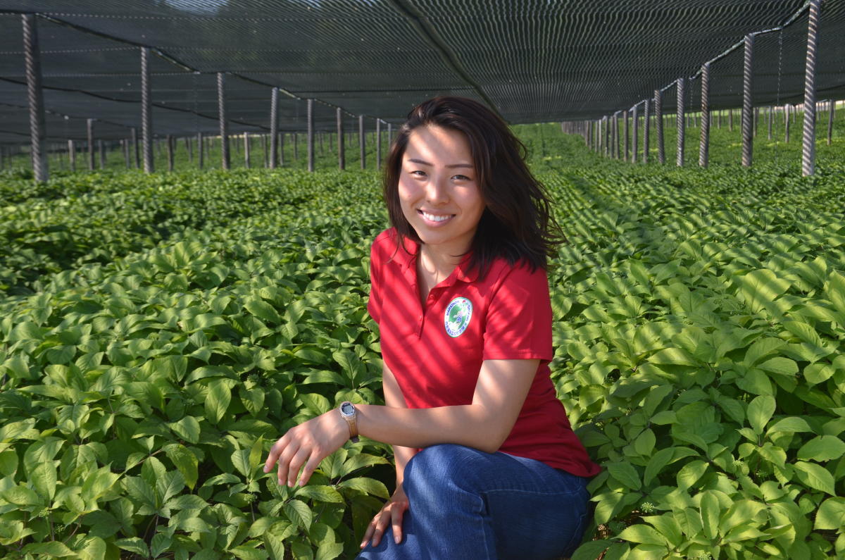 Ginseng Gardens | Fasci Garden