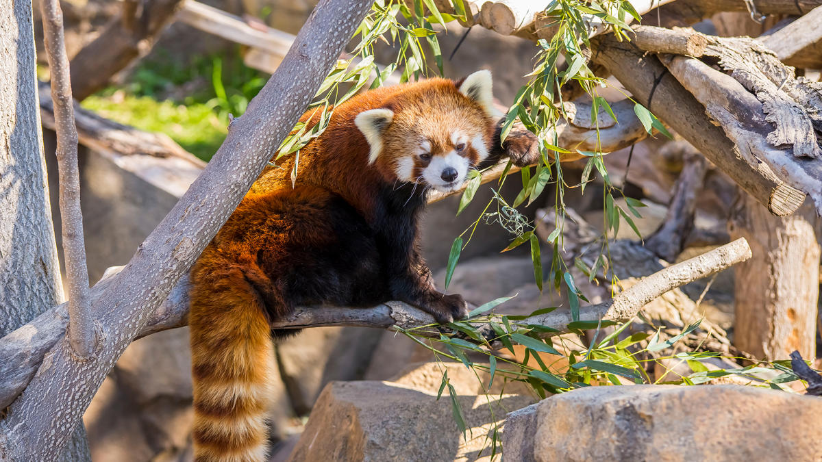 Zoológico Milwaukee #zoo com muitas atrações (teleférico + trem) e  churrascaria fechando noite 🇧🇷 