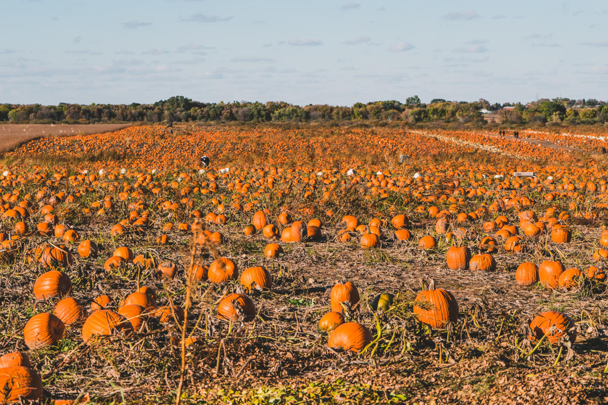 Dehn's Pumpkins - Dayton, MN