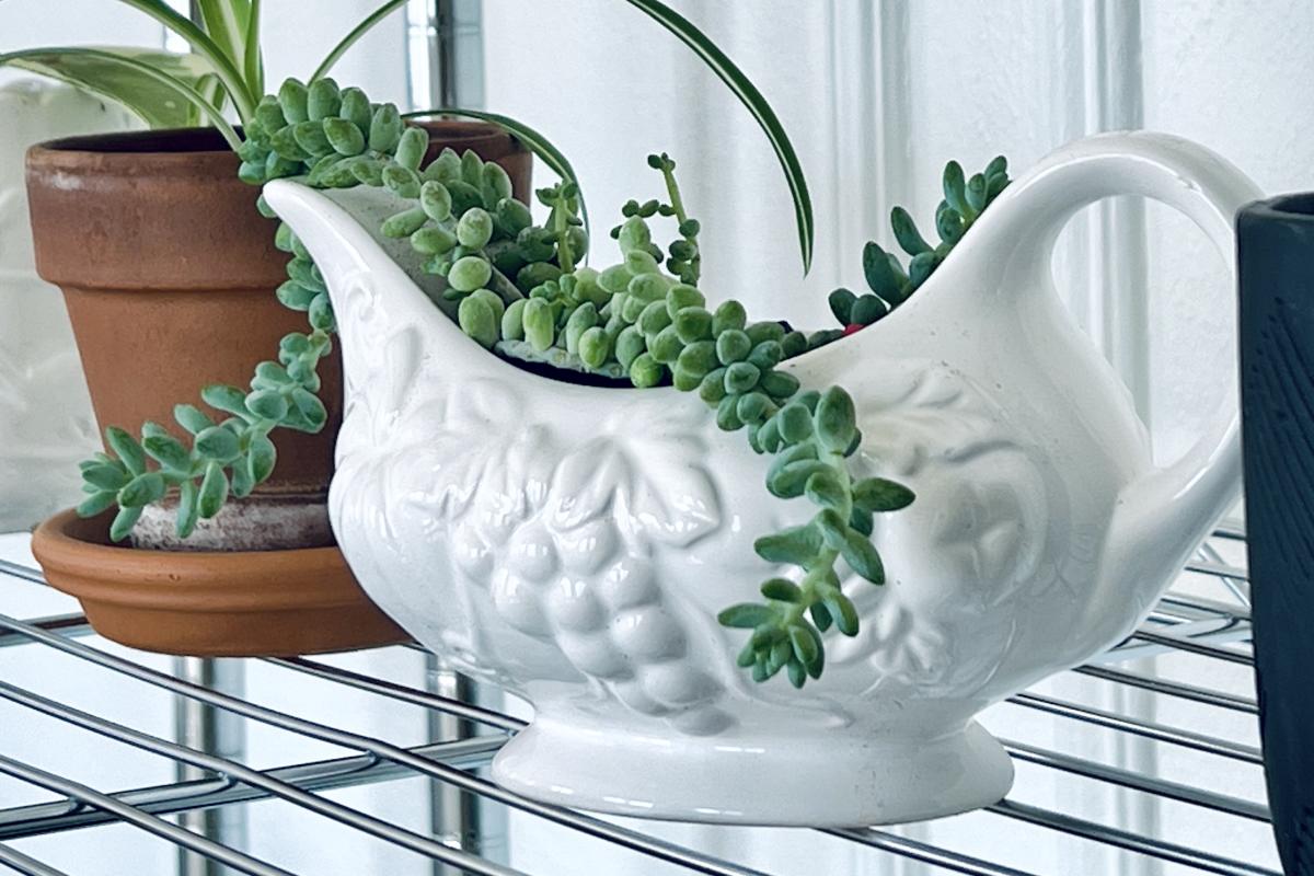 Little Miss Green Thumb | Muskegon, MI 49440