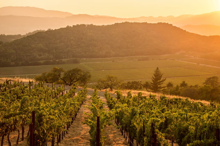 Stags' Leap Winery | Napa, CA 94558