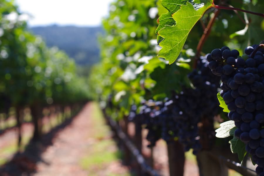 Mission: Napa Valley | ,