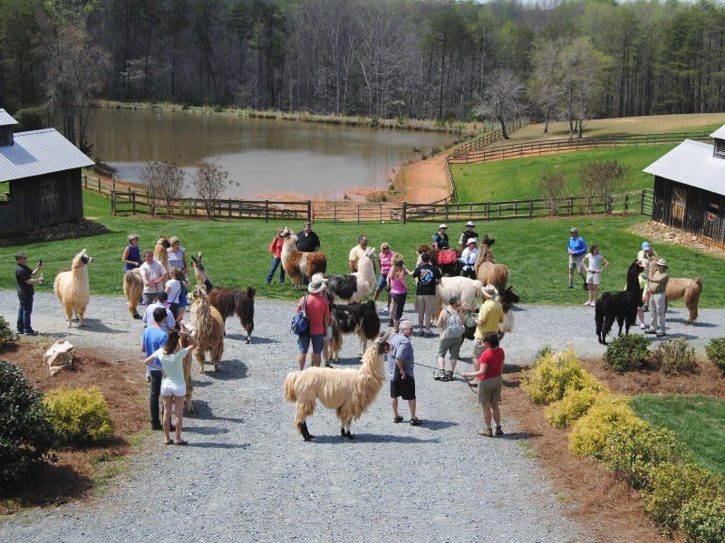 Llama vineyard shop