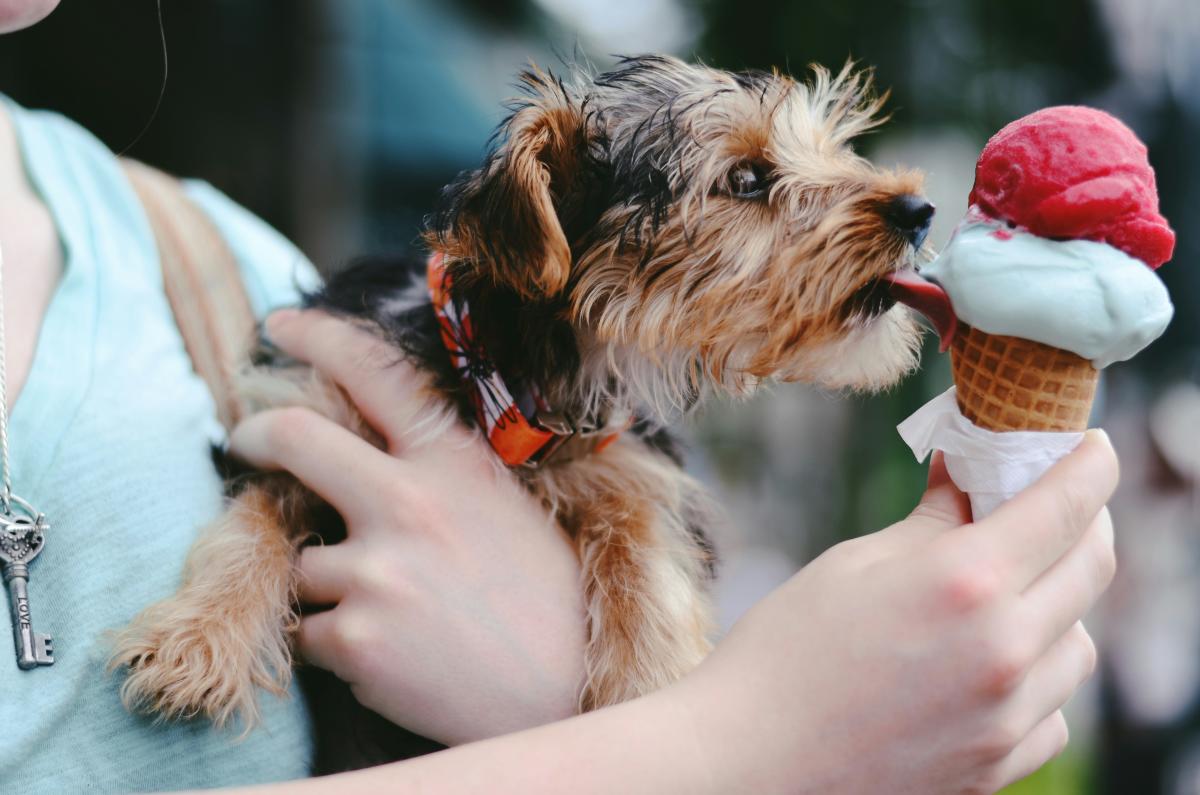 Frosty paws coupon shop