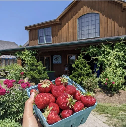 Pick-Your-Own Strawberries at Sweet Berry Farm | Middletown, RI