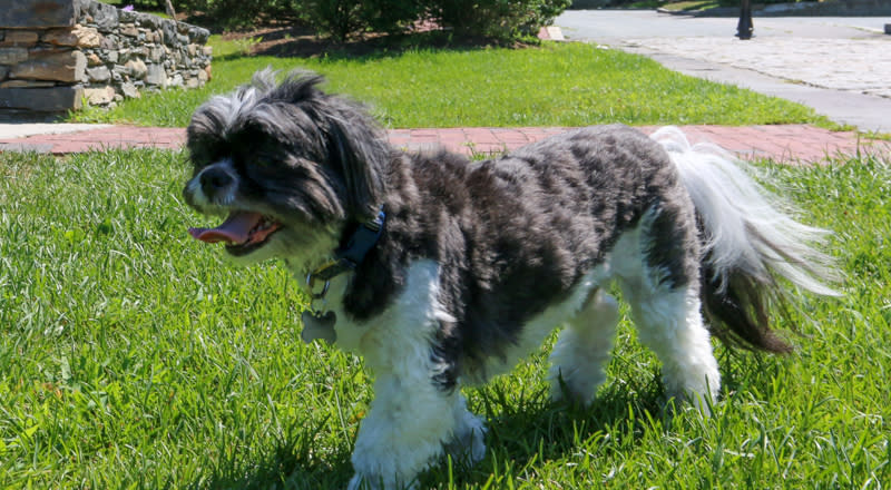 Petco Middletown RI Discover Newport