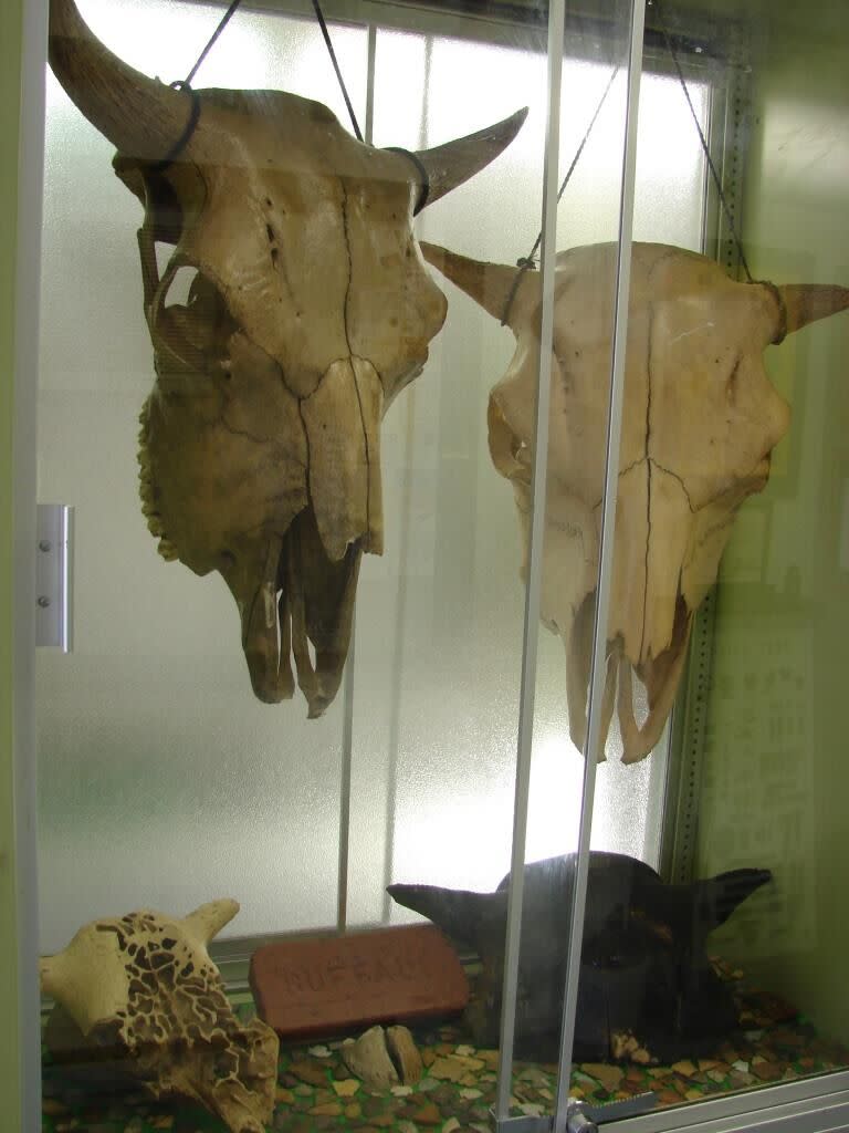 Stones and Bones Gallery and Emporium