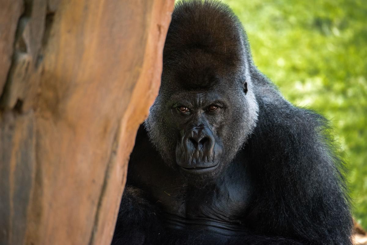 ウルフダウン　WDC70mh　GORILLA World Gorilla Day at the OKC Zoo | Oklahoma City, OK